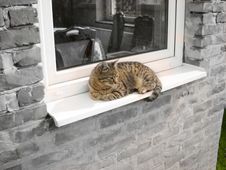 Cat Relaxing By Window Stock Photo