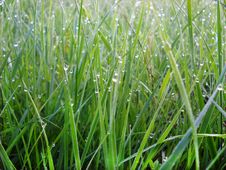 Green Grass Natural Background Stock Photo Green Grass Natural Background Stock Photo