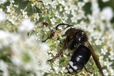 Ambush Bug Stock Photography Ambush Bug Stock Photography