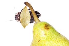 Pear With Cockroach Royalty Free Stock Photo Pear With Cockroach Royalty Free Stock Photo