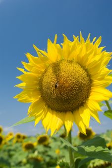 A Bee On A Sunflower Royalty Free Stock Photo