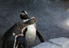 Kissing Penguins Royalty Free Stock Photos