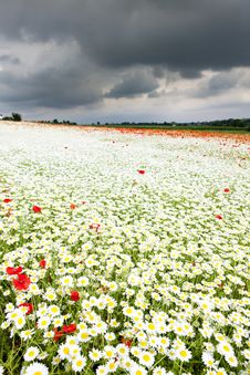 Summer Meadow Stock Photo Summer Meadow Stock Photo