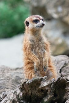 Meerkat (Suricata Suricatta) Stock Photo Meerkat (Suricata Suricatta) Stock Photo