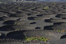 Volcanic Wine Area La Geria Royalty Free Stock Images Volcanic Wine Area La Geria Royalty Free Stock Images