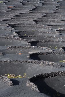 Volcanic Wine Area La Geria Stock Images Volcanic Wine Area La Geria Stock Images