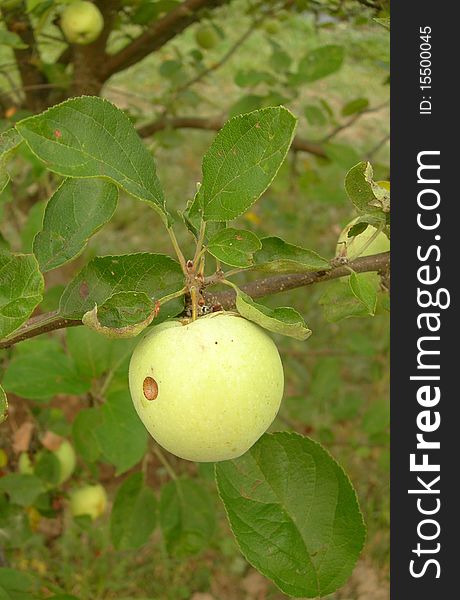 An apple on a branch of appletree is shown in the picture. An apple on a branch of appletree is shown in the picture.