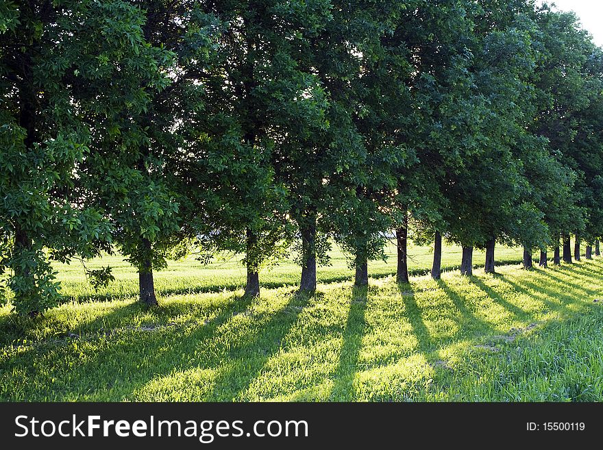 Green trees growing abreast during a sunset. Green trees growing abreast during a sunset