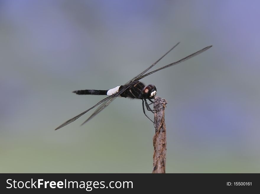 Single dragonfly stand on the stick.
