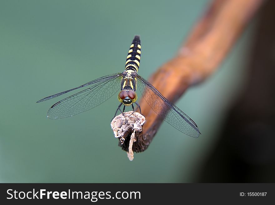 Single dragonfly stand on the stick.