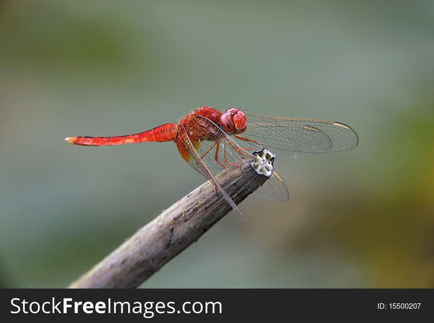 Single red dragonfly stand on the stick.