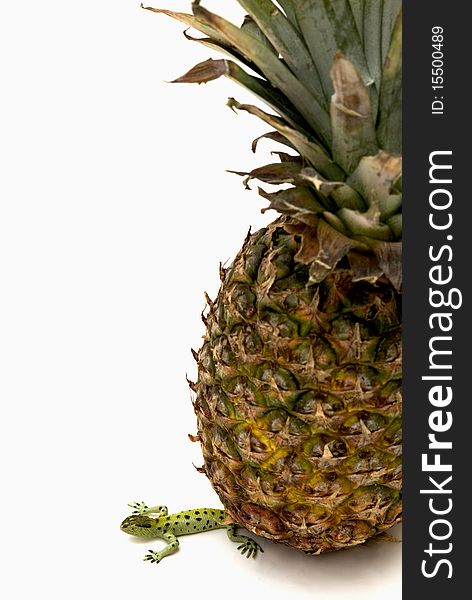 Concept shot of a lizard being squashed underneath a large pineapple. Concept shot of a lizard being squashed underneath a large pineapple