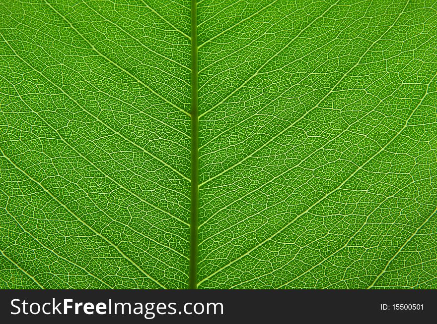 Transparent green leaf texture background