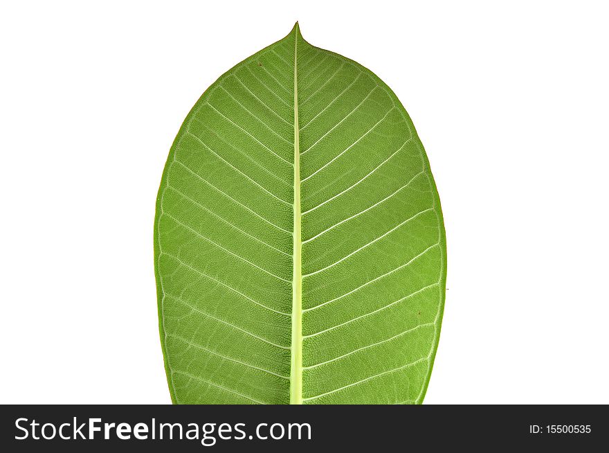 Green leaf texture with white background