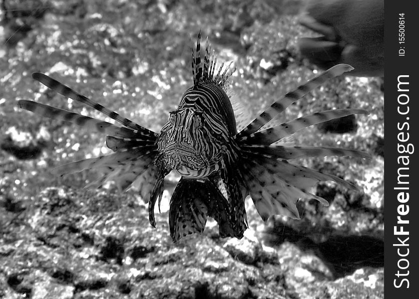 A suggestive monochrome of a tropical fish in Genoa aquarius