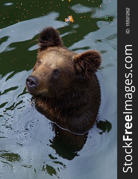 A Black bear is swimming