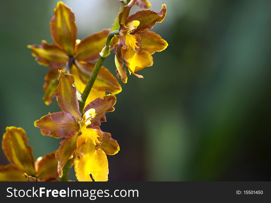 Brown Epyphite Orchid (Oncidium Enderianum)