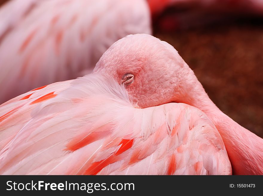 One of the flamingo resting at Isle of Wight Amazon Zoo