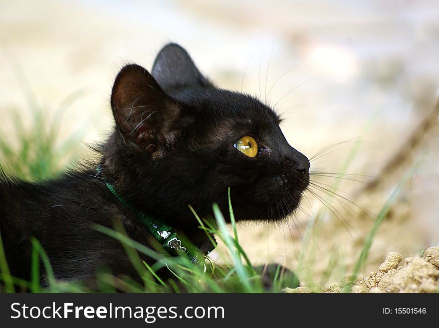 Black 13-weeks-old kitten with yellow eyes in garden. Black 13-weeks-old kitten with yellow eyes in garden