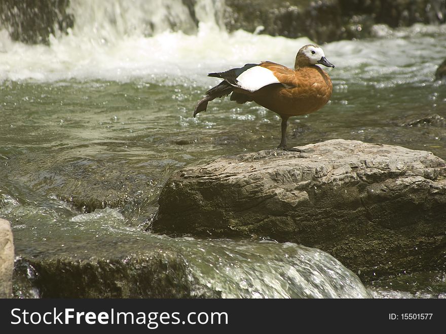 A wild duck is giving a stretch on a lake