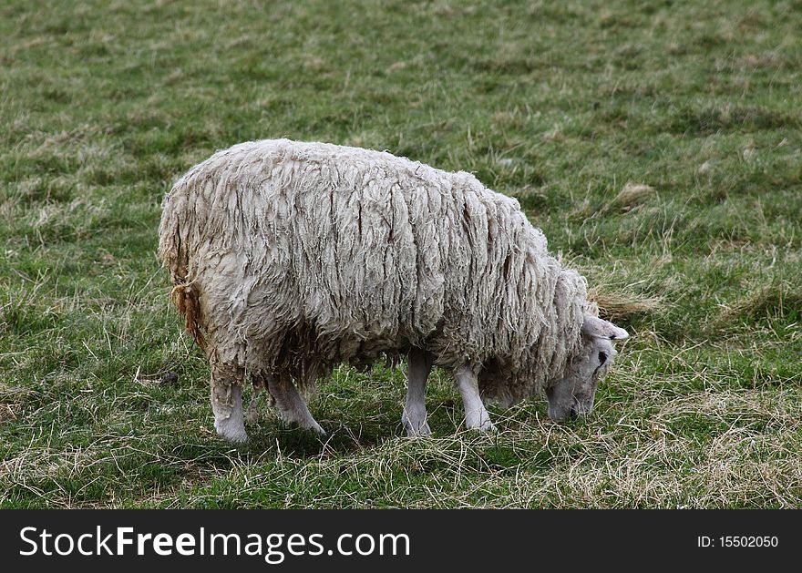 Sheep grazing in the highlands of Scotland. Sheep grazing in the highlands of Scotland