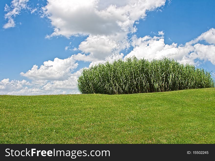 Under a partly cloudy sky a stand of bamboo on top of a small hill. Under a partly cloudy sky a stand of bamboo on top of a small hill.