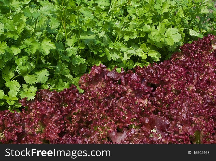 Vegetables: violet lettuce and coriander with drops of water
