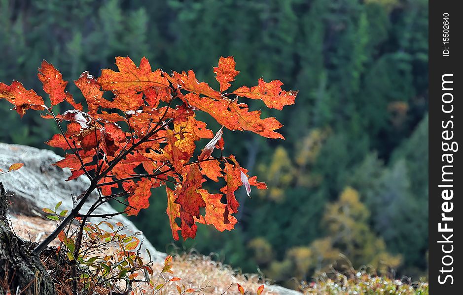 Oak leaves in fall. Baron Canyon, Algonquin Park, Ontario, Canada. Oak leaves in fall. Baron Canyon, Algonquin Park, Ontario, Canada