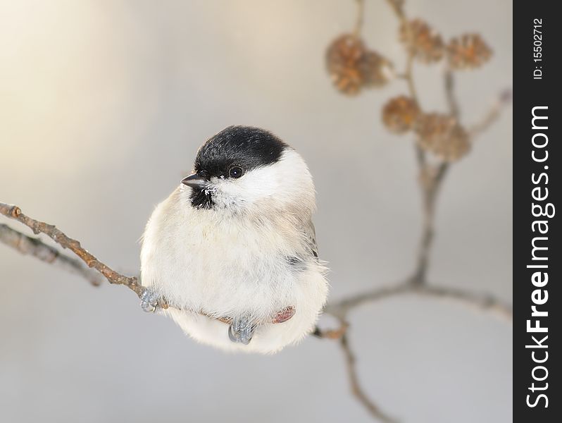 Small white birdie with a black hat. Small white birdie with a black hat