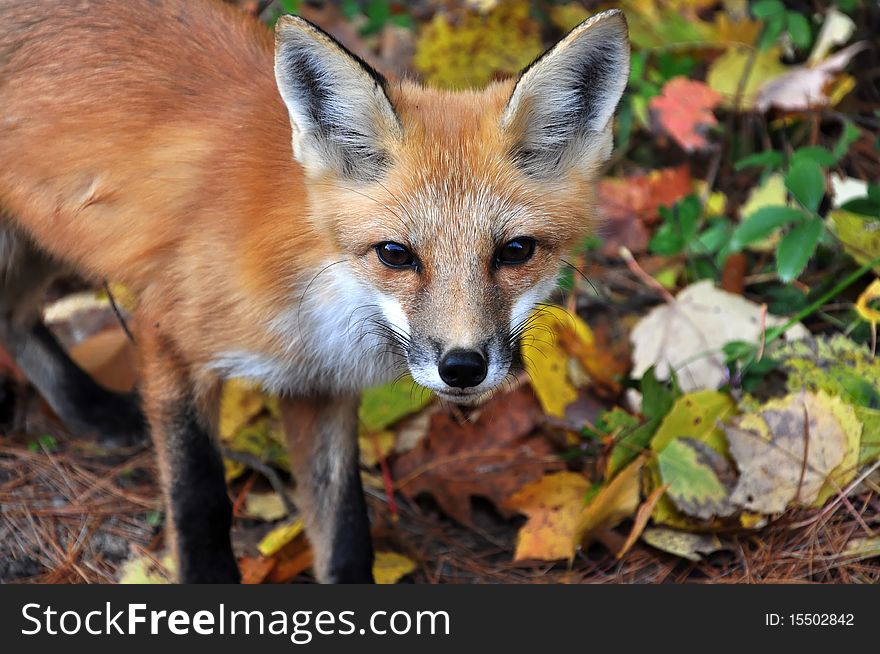 A wild red fox (Vulpes vulpes). Taken at  Algonquin Park, Ontario, Canada. A wild red fox (Vulpes vulpes). Taken at  Algonquin Park, Ontario, Canada