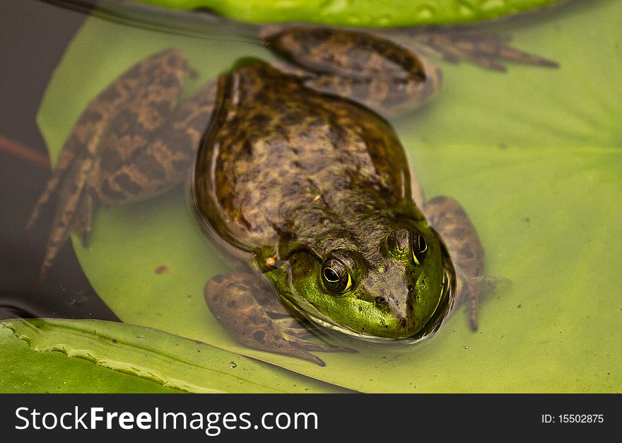 This is an image of a bull frog on a lily pad. This is an image of a bull frog on a lily pad.