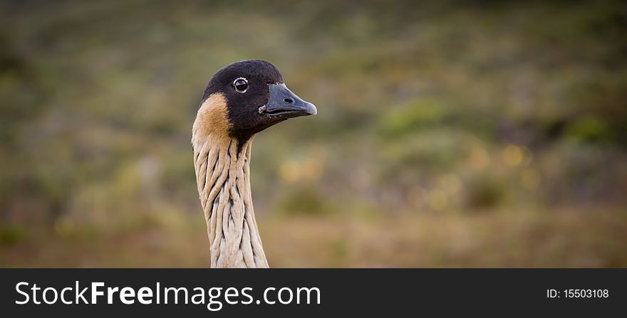 Hawaiian Goose - Nene - Head Closeup