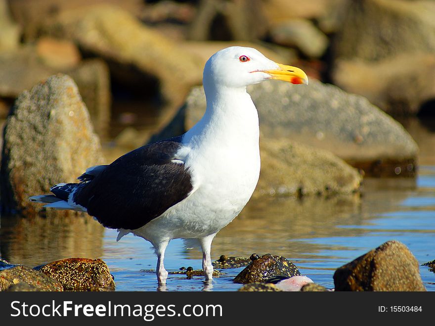 Seagull stands guard over his meal in shallow waters.