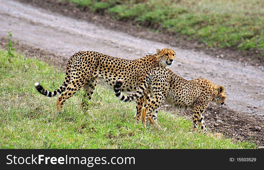 Two beautiful cats in Ndutu Plains, Serengeti. Two beautiful cats in Ndutu Plains, Serengeti