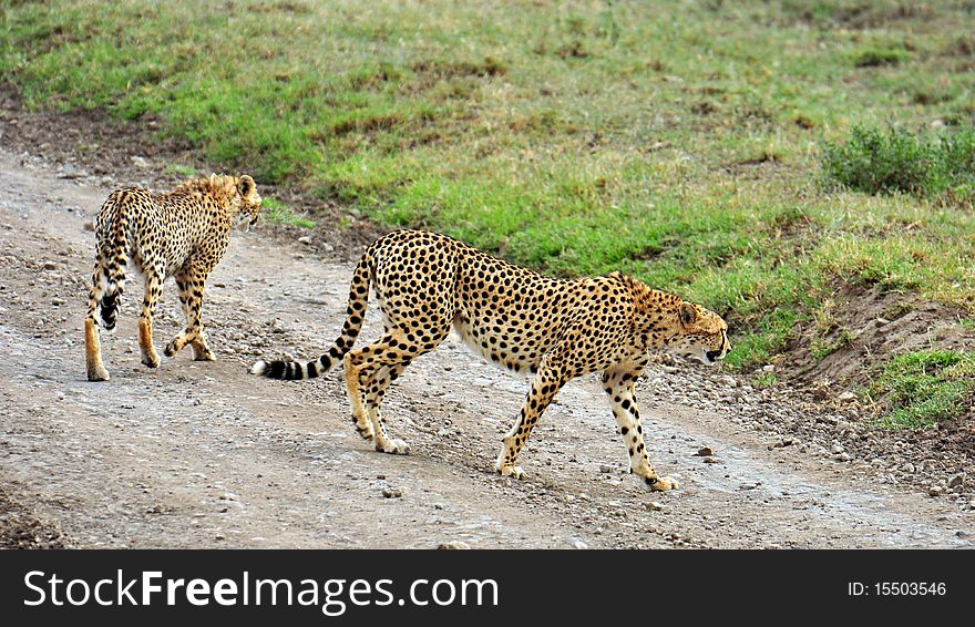 Two beautiful cats in Ndutu Plains, Serengeti. Two beautiful cats in Ndutu Plains, Serengeti