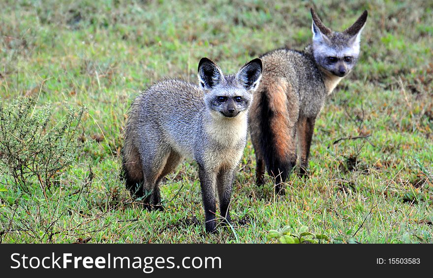 A Pair of Bat-Eared Foxes, Serengeti National Park, Tanzania