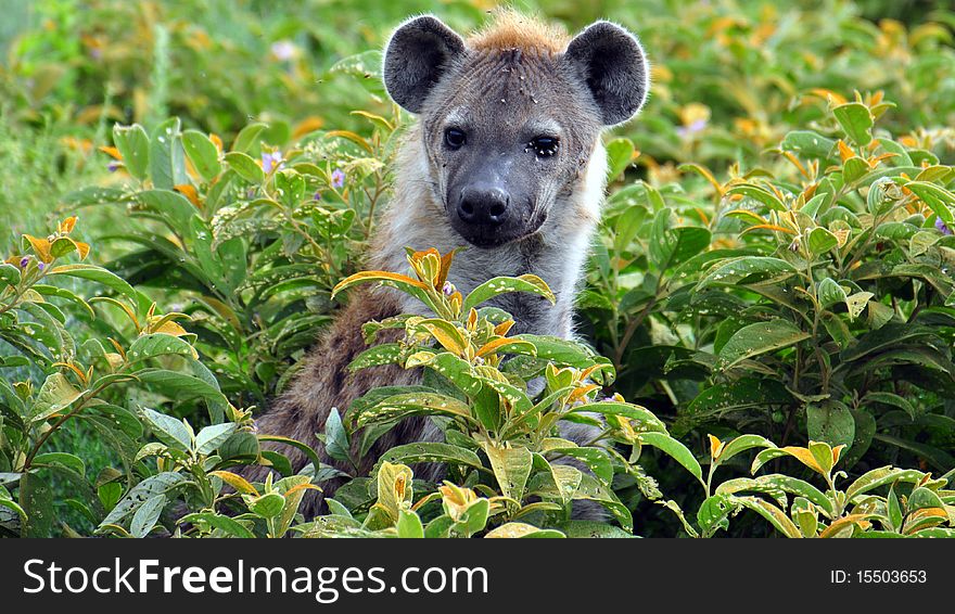 Hyena hiding in the bushes, Serenegeti National Park, Tanzania. Hyena hiding in the bushes, Serenegeti National Park, Tanzania