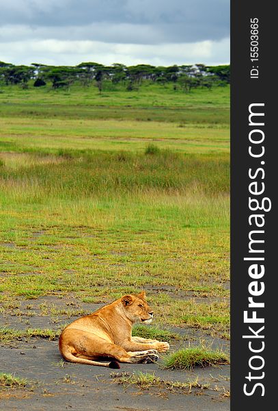 Lioness In Serengeti National Park