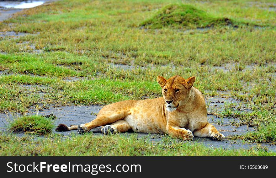 Lioness in central Serengeti, Serengeti National Park, Tanzania. Lioness in central Serengeti, Serengeti National Park, Tanzania