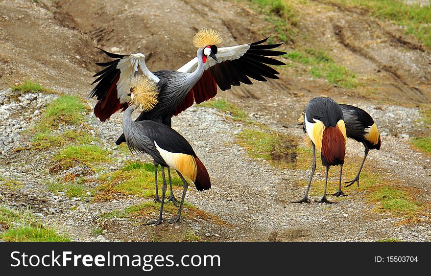 Gray Crowned Cranes