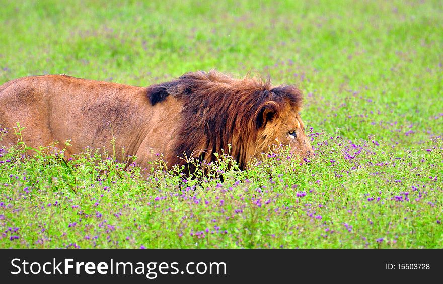 Male Lion emerging out of a flowerbed. Ngorongoro Crater, Tanzania. Male Lion emerging out of a flowerbed. Ngorongoro Crater, Tanzania