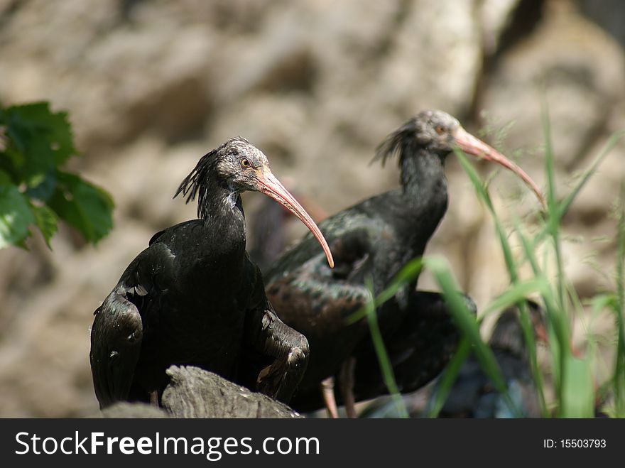 Group of ibises sitting on a tree and resting. Group of ibises sitting on a tree and resting