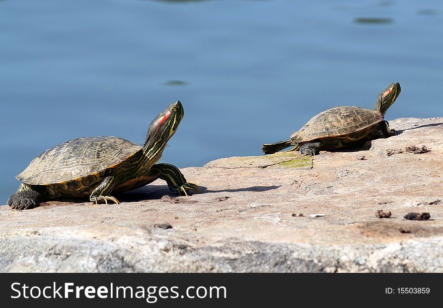 Two Red Eared slider turtle sunning by the water. Two Red Eared slider turtle sunning by the water