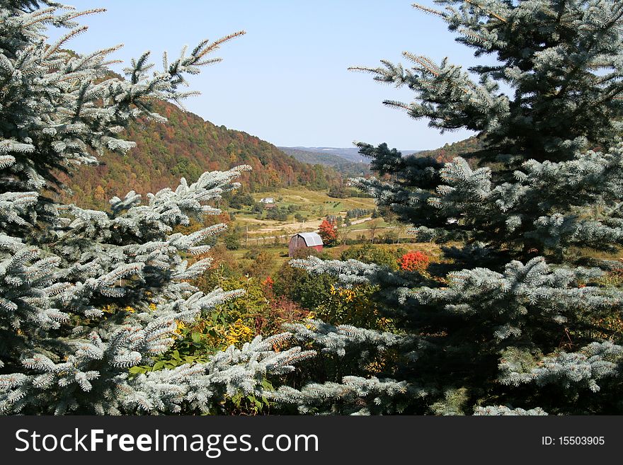 A Valley seen through two blue spruces. A Valley seen through two blue spruces