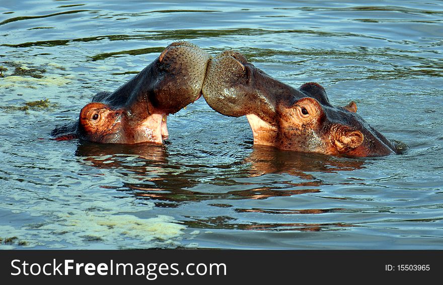 Hippopotamus Sparring