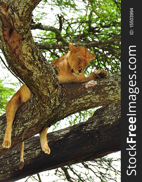 Lioness In A Tree In Serengeti National Park