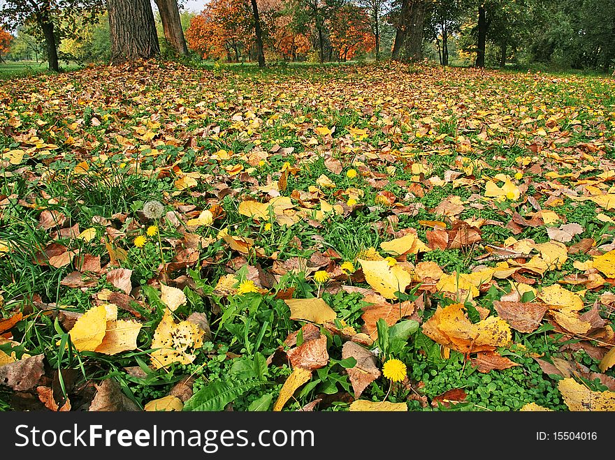 Autumn Ground