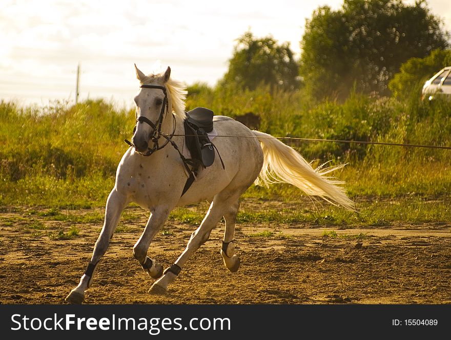 White horse in a saddle running by the ground