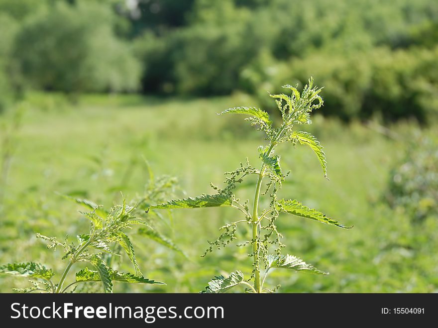 Nettle plant outdoor over blur green natural background