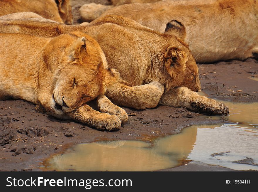 Lion cubs sleeping in central Serengeti, Serengeti National Park, Tanzania. Lion cubs sleeping in central Serengeti, Serengeti National Park, Tanzania